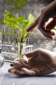 Scientist working in a laboratory and plants