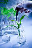 Scientist  samples of  super grow plants