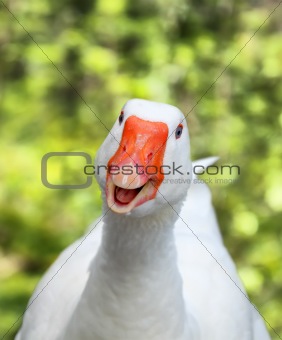 Smiling goose