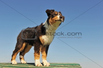puppy australian shepherd
