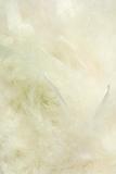 Background of fluffy creamy cloud-like feathers