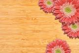 Bright Pink Gerber Daisies with Water Drops on a Bamboo Wood Background with Copy Space.