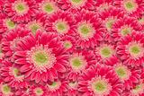 Bright Pink Gerber Daisies with Water Drops Background Pattern.