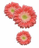 Pink Gerber Daisy Corner Design Element Isolated on a White Background.