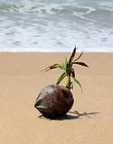 Coconut by the ocean