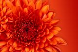 Chrysanthemum Digital Art