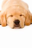 sleepy Puppy Labrador 