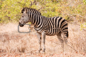 Single zebra standing in the bush