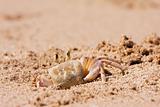 Crab on the beach sand
