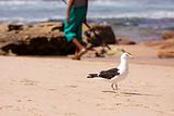 Seagull and fisherman on beach