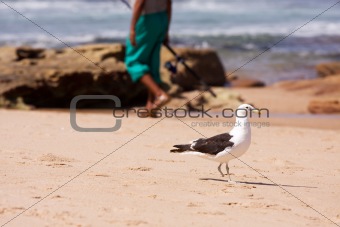 Seagull and fisherman on beach