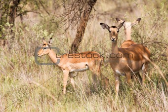 Three young Impalas grazing
