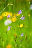 spring wild flowers in lush green garden - short depth of field