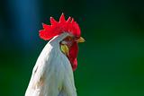 closeup of a backlit white rooster«s head - short depth of field