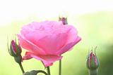 pink rose, macro