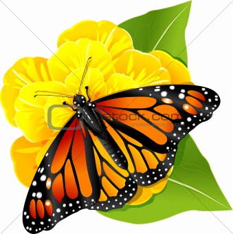 Monarch butterfly on the flower
