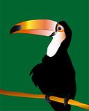 Bird toucan