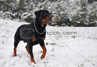 rottweiler in the snow
