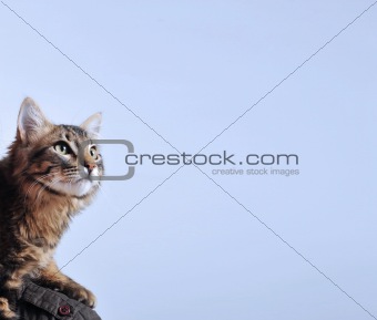 Norwegian Forest Cat 