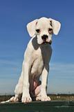 white puppy boxer