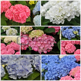 pink blue and white Hydrangea (Hortensia)