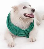 white dog wearing green Muffler scarf