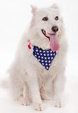 dog wearing american flag scarf