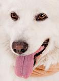Close up shot of white dog