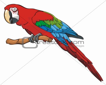 Bright colored parrot