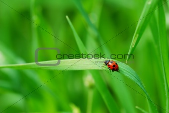 Ladybird on grass blade