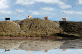 highest pasture view reflection