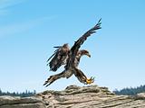 Bald Eagle Landing