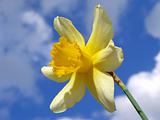 single daffodil 