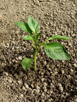 pepper seedling