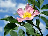 pink wild rose (Rosa canina)