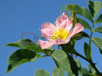 pink wild rose