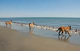 three young malinois on the beach