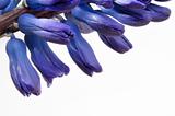 Hyacinth closeup