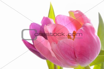 Beauty tulips