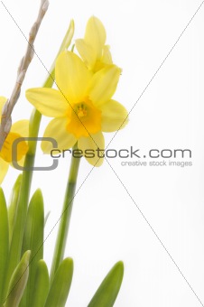 Narcissus plant
