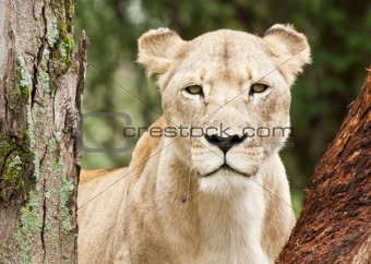 Young lioness peering through trees