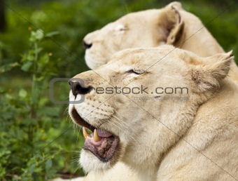 Lionesses resting in shade