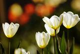 Beautiful spring tulips - flowers