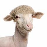 Portrait of partially shaved Merino lamb