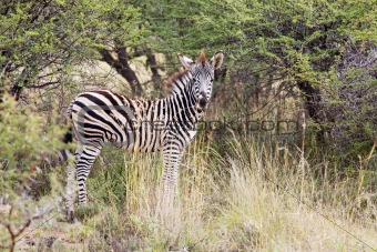 Young zebra standing in the bush