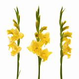 Yellow gladiolus
