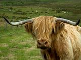 Highland Cow Head