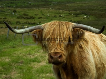 Highland Cow Head