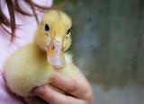 Cute duckling being held in a girl's hand.