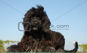 puppy portuguese water dog